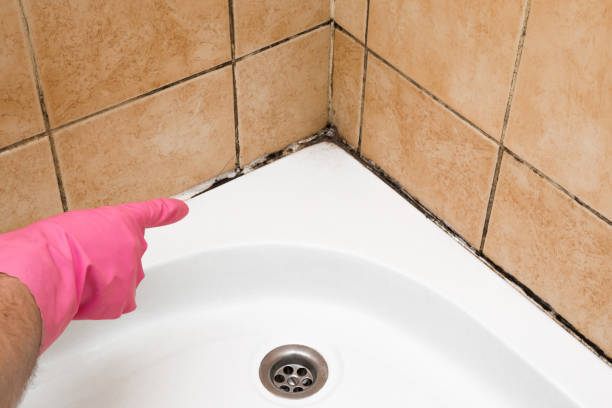 Best Emergency Mold Removal  in Level Green, PA